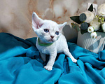 Кошки в Горячем Ключе: Котенок Девон Рекс мальчик с голубыми глазами Мальчик, 60 000 руб. - фото 2