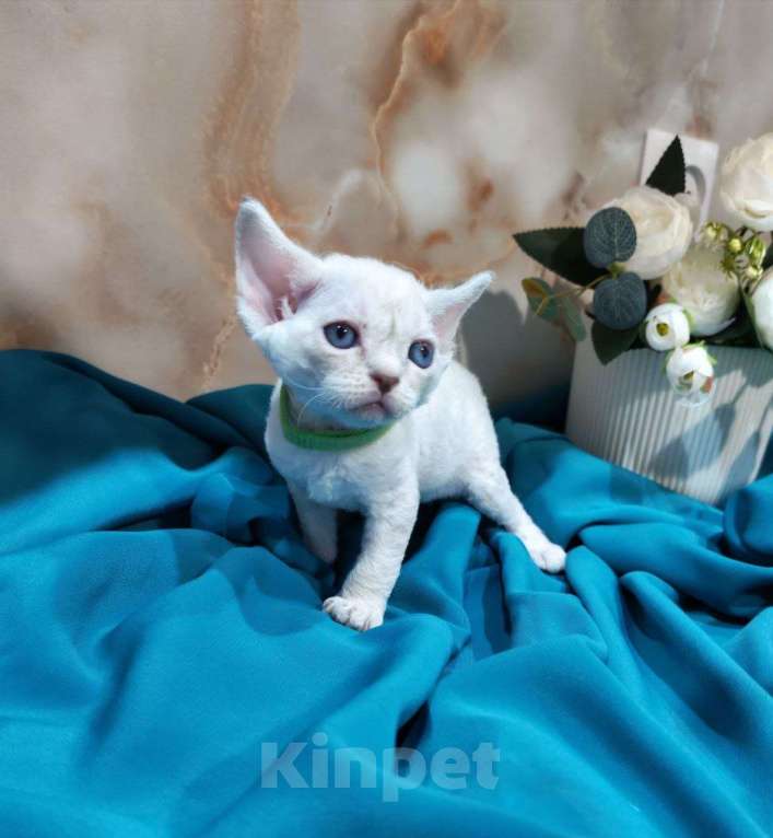 Кошки в Горячем Ключе: Котенок Девон Рекс мальчик с голубыми глазами Мальчик, 60 000 руб. - фото 2