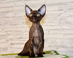 Кошки в Москве: Шоколадный мальчик Мальчик, 50 000 руб. - фото 2