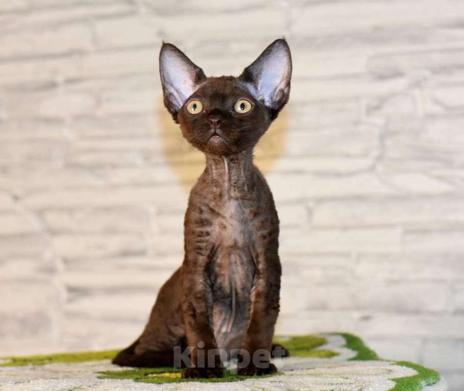 Кошки в Москве: Шоколадный мальчик Мальчик, 50 000 руб. - фото 2