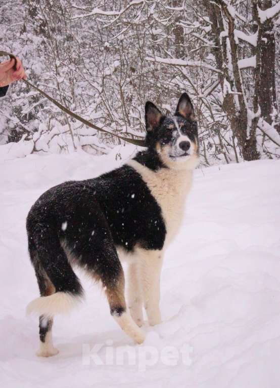 Собаки в Москве: Макейле нужен дом Девочка, Бесплатно - фото 3