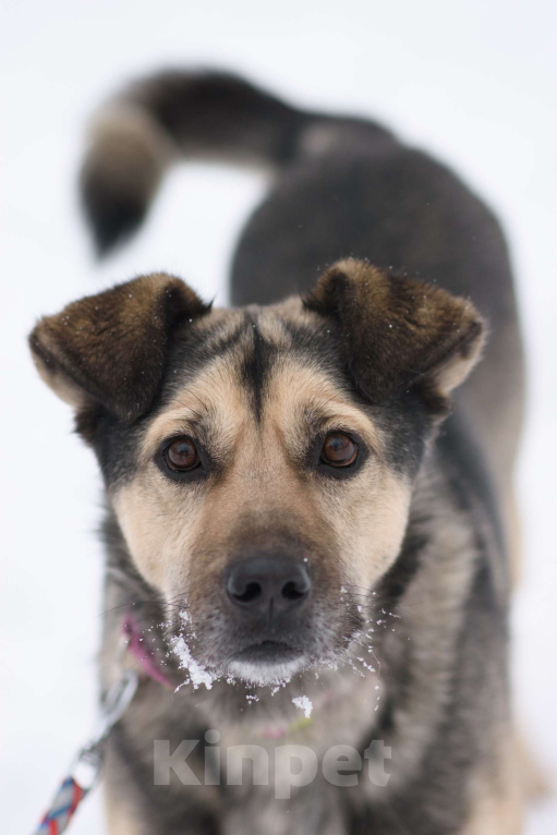 Собаки в Москве: Лютик Мальчик, Бесплатно - фото 2