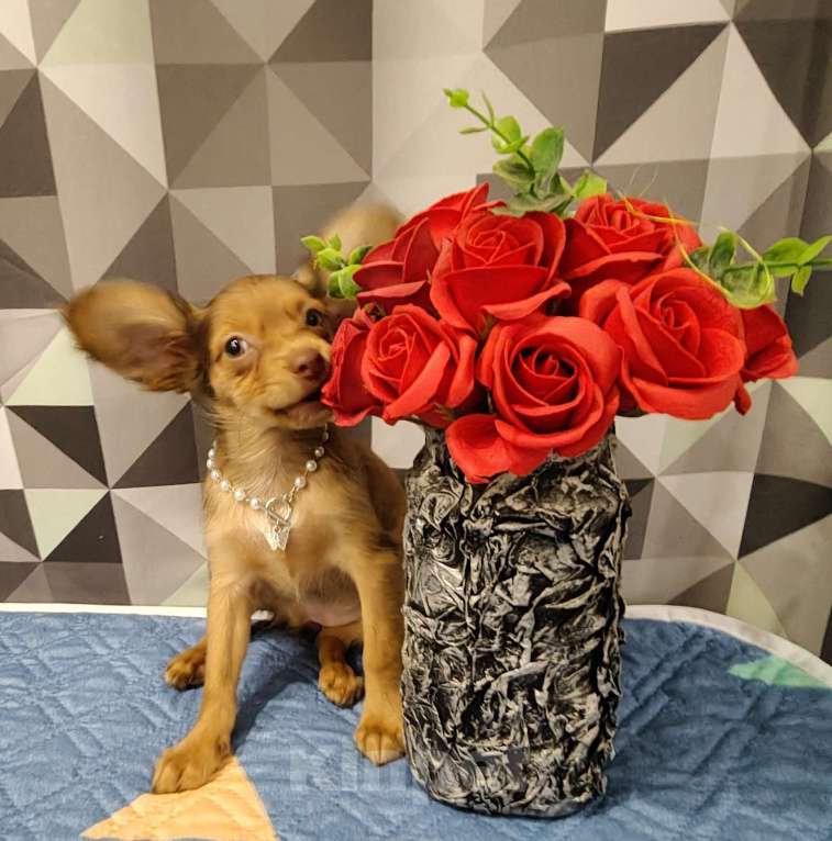 Собаки в Тюмени: Девочка тоечка Девочка, 55 000 руб. - фото 4