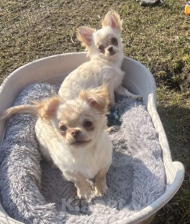 Собаки в Санкт-Петербурге: Кремовые чихуашки Девочка, 35 000 руб. - фото 8