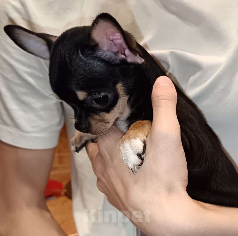 Собаки в Москве: Чихуахуа девочка к/ш, щенок Девочка, 70 000 руб. - фото 2