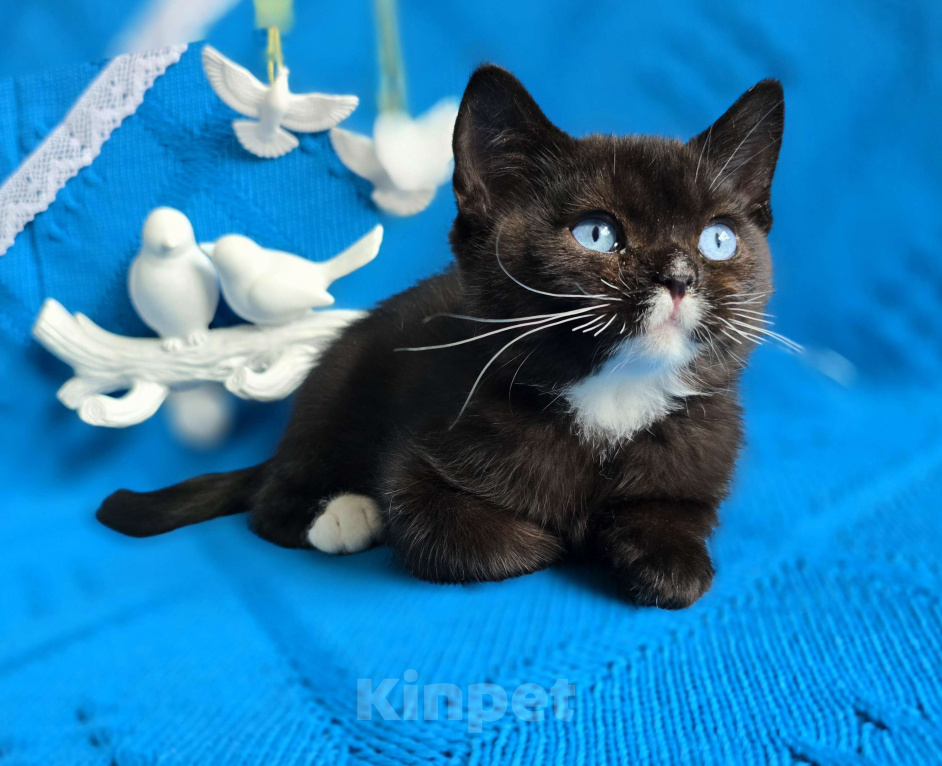 Кошки в Хабаровске: Британский мальчик дгг  Мальчик, 50 000 руб. - фото 1