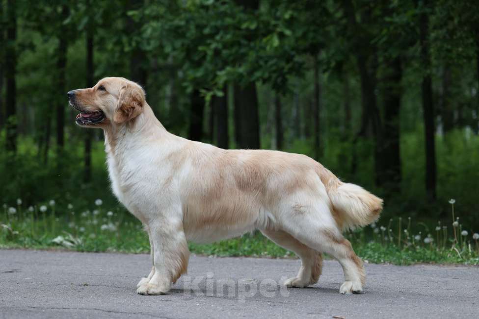Собаки в Ростове-на-Дону: Золотистый ретривер - доставка в любой город! Мальчик, 60 000 руб. - фото 3