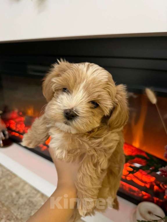 Собаки в других городах Ростовской области: Мальтипу мини Девочка, 150 000 руб. - фото 8