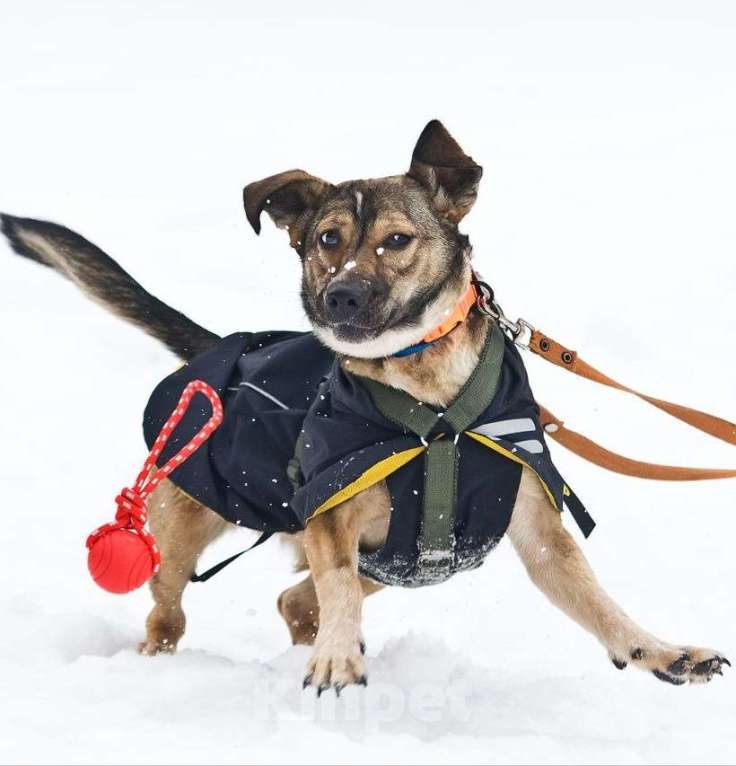 Собаки в Москве: Машутка ищет дом Девочка, Бесплатно - фото 2