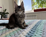 Кошки в Кургане: Котик мейн чёрный тикированный Мальчик, 40 000 руб. - фото 4
