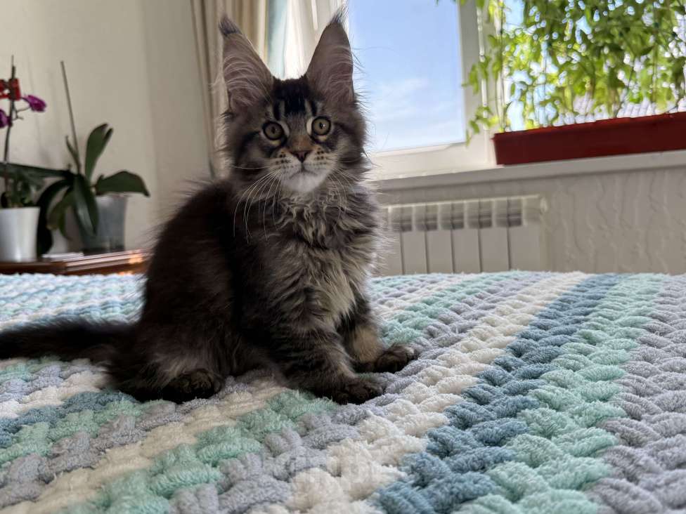 Кошки в Кургане: Котик мейн чёрный тикированный Мальчик, 40 000 руб. - фото 4