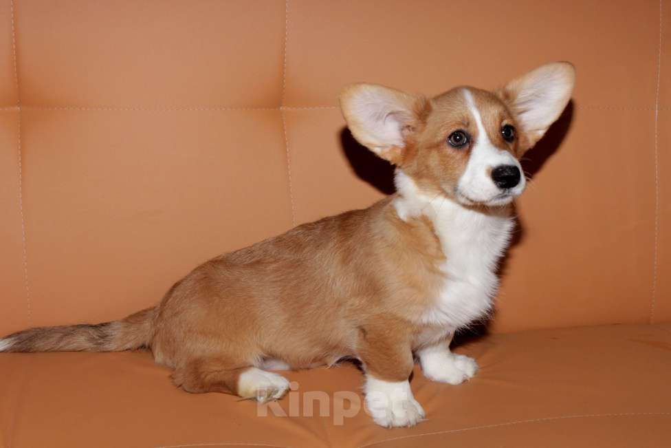 Собаки в Москве: Корги щенки рыжие девочки Девочка, 25 000 руб. - фото 8