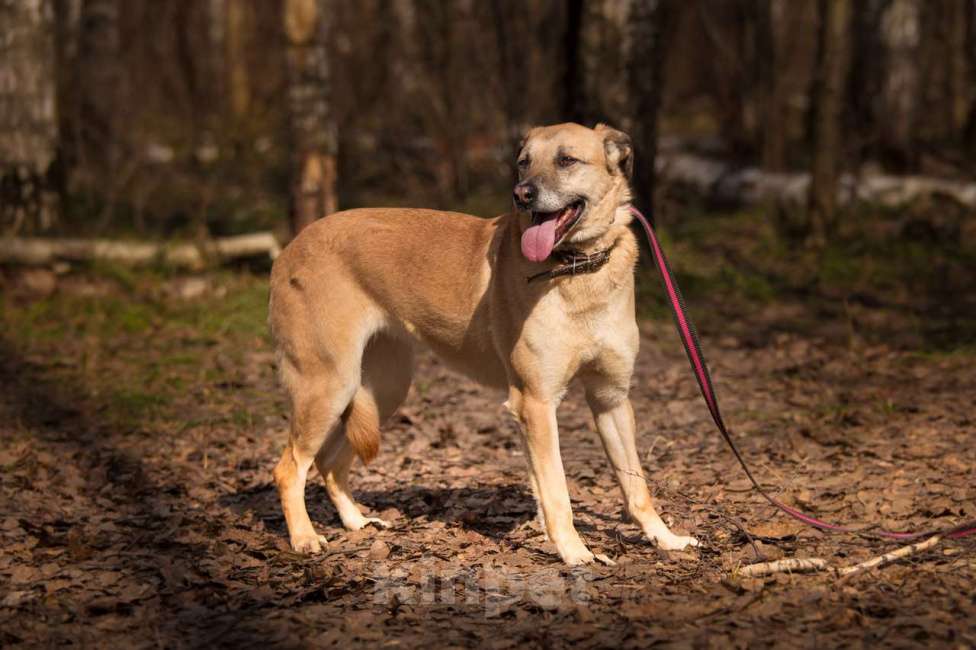 Собаки в Москве: Этна Девочка, Бесплатно - фото 4