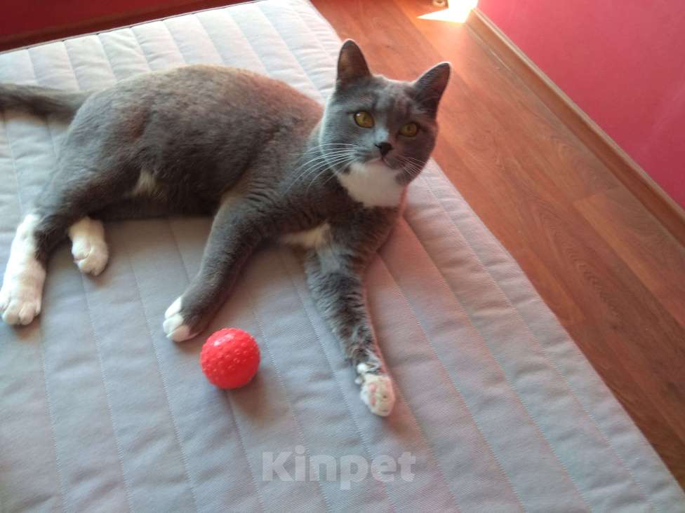 Кошки в Санкт-Петербурге: Пропал кот, Санткт-Петербург Мальчик, 3 000 руб. - фото 4