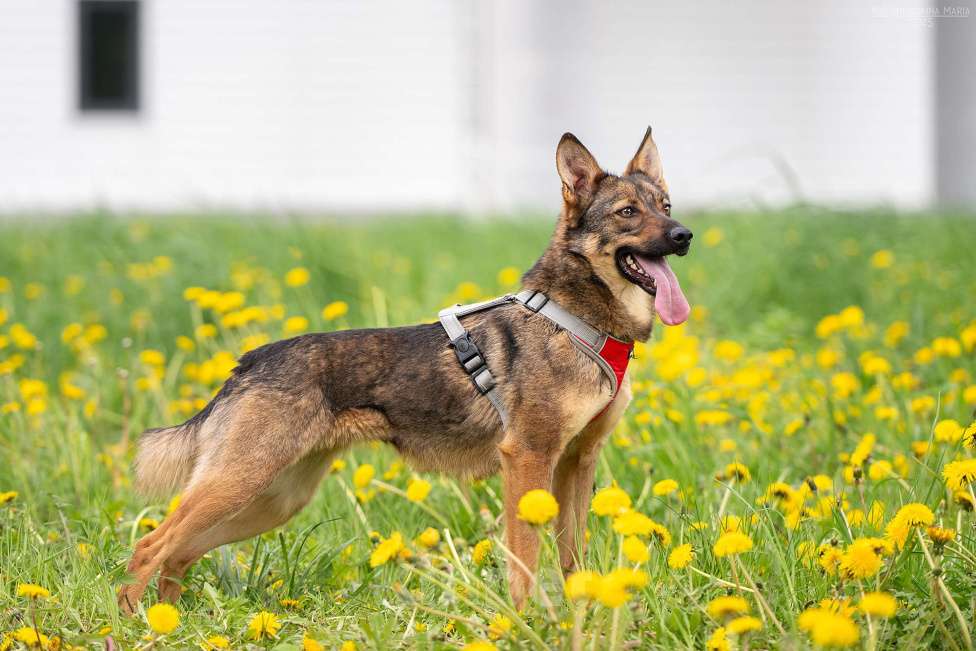 Собаки в Москве: Тесса - маленький комочек трепетной любви Девочка, Бесплатно - фото 6