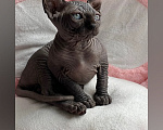 Кошки в Новокузнецке: Котенок Эльф Девочка, 80 000 руб. - фото 5