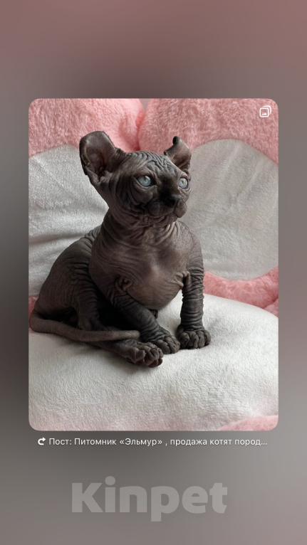 Кошки в Новокузнецке: Котенок Эльф Девочка, 80 000 руб. - фото 5