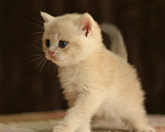 Кошки в Пятигорске: Котёнок Девочка, 12 000 руб. - фото 1