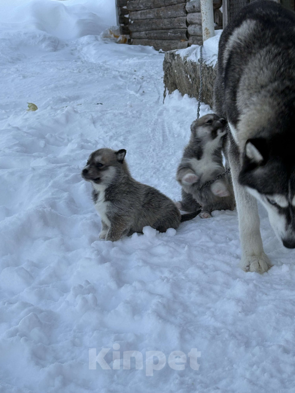 Собаки в других городах Свердловской области: Стрелка Девочка, Бесплатно - фото 6