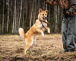 Собаки в Клине: Хеди — настоящая искорка счастья Девочка, Бесплатно - фото 5