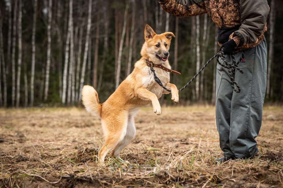 Собаки в Клине: Хеди — настоящая искорка счастья Девочка, Бесплатно - фото 5