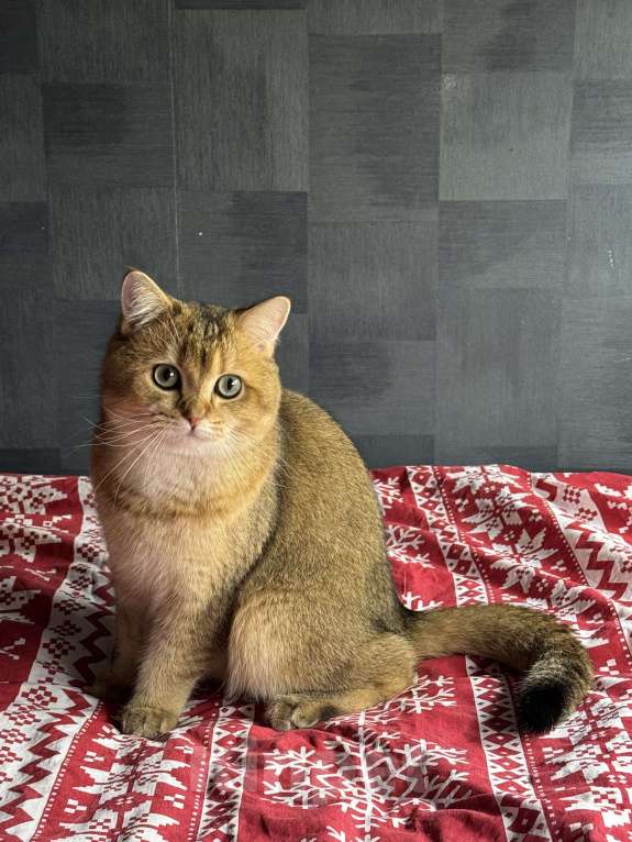 Кошки в Москве: Британский короткошёрстный кот, вязка Мальчик, Бесплатно - фото 2