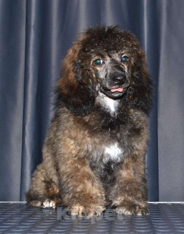 Собаки в Глазове: Онегин Мальчик, 30 000 руб. - фото 1