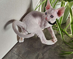 Кошки в Горячем Ключе: Котенок Девон Рекс белый мальчик с голубыми глазами Мальчик, 50 000 руб. - фото 3