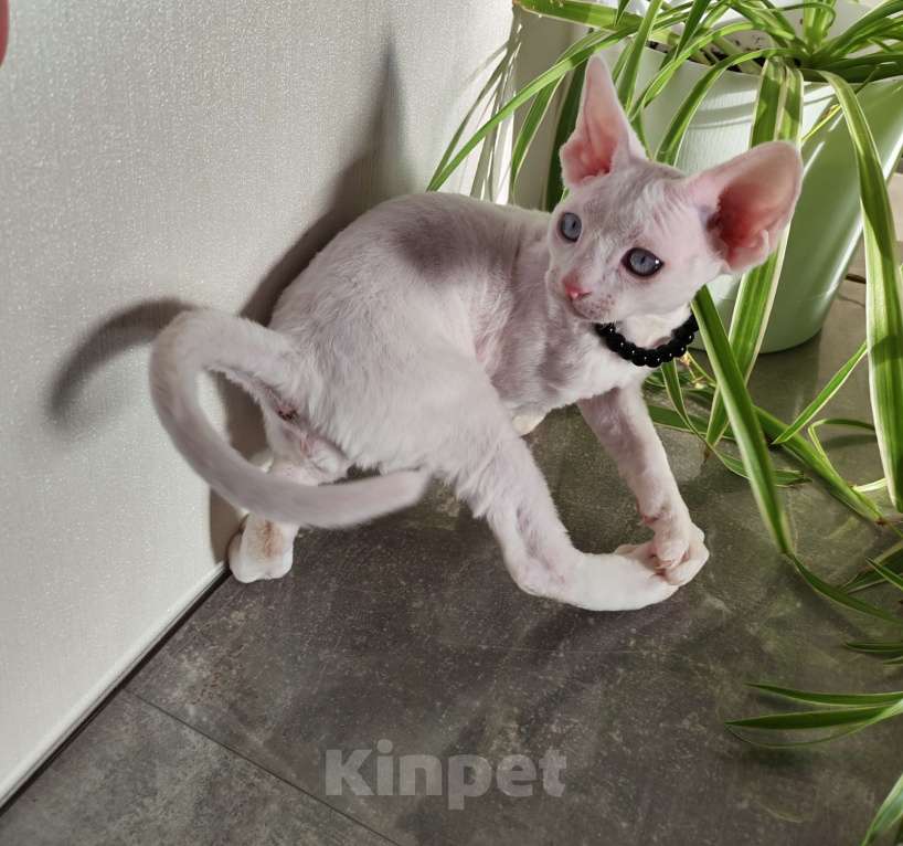 Кошки в Горячем Ключе: Котенок Девон Рекс белый мальчик с голубыми глазами Мальчик, 50 000 руб. - фото 3