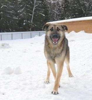 Собаки в Москве: Альф Мальчик, Бесплатно - фото 3