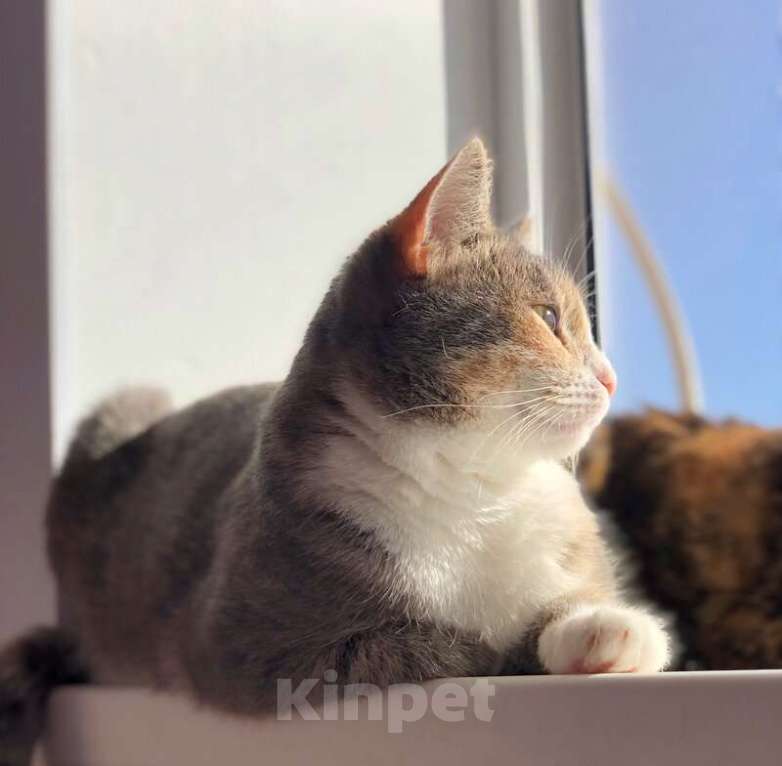 Кошки в Москве: Молодая кошечка Мася ищет дом. Девочка, Бесплатно - фото 2