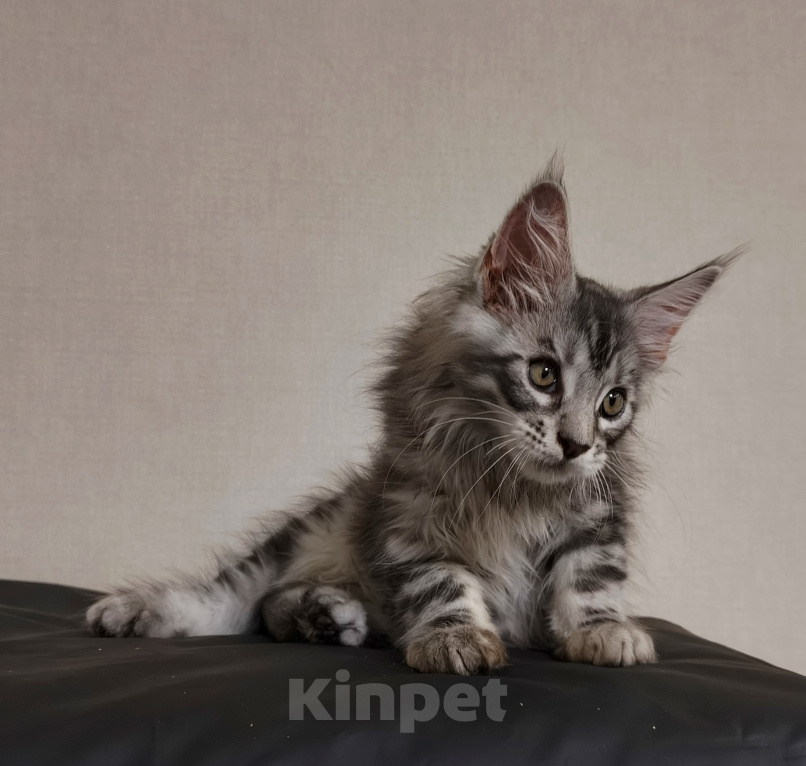 Кошки в Уфе: мейнк кун  от питомника  ЛаскКун Мальчик, 35 000 руб. - фото 4