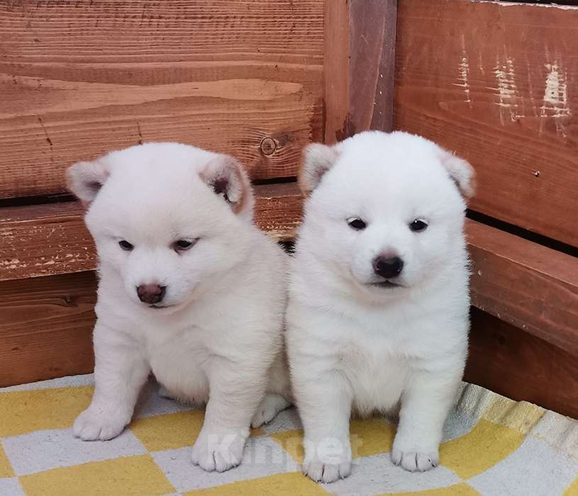 Собаки в Москве: Ми-ми-мишки Мальчик, 60 000 руб. - фото 5