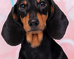 Собаки в Королеве: Потрясающий миниатюрный красавчик  .  Мальчик, 65 000 руб. - фото 2