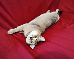 Кошки в Волгограде: Вязка британец золотая шиншилла, 2 000 руб. - фото 4