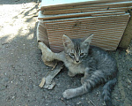 Кошки в Малмыже: Кошки, 50 руб. - фото 4