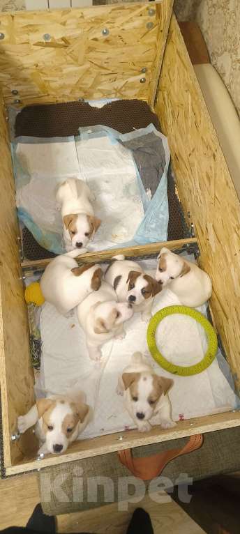 Собаки в Липецке: Порода:  джек-рассел-терьер Девочка, Бесплатно - фото 9