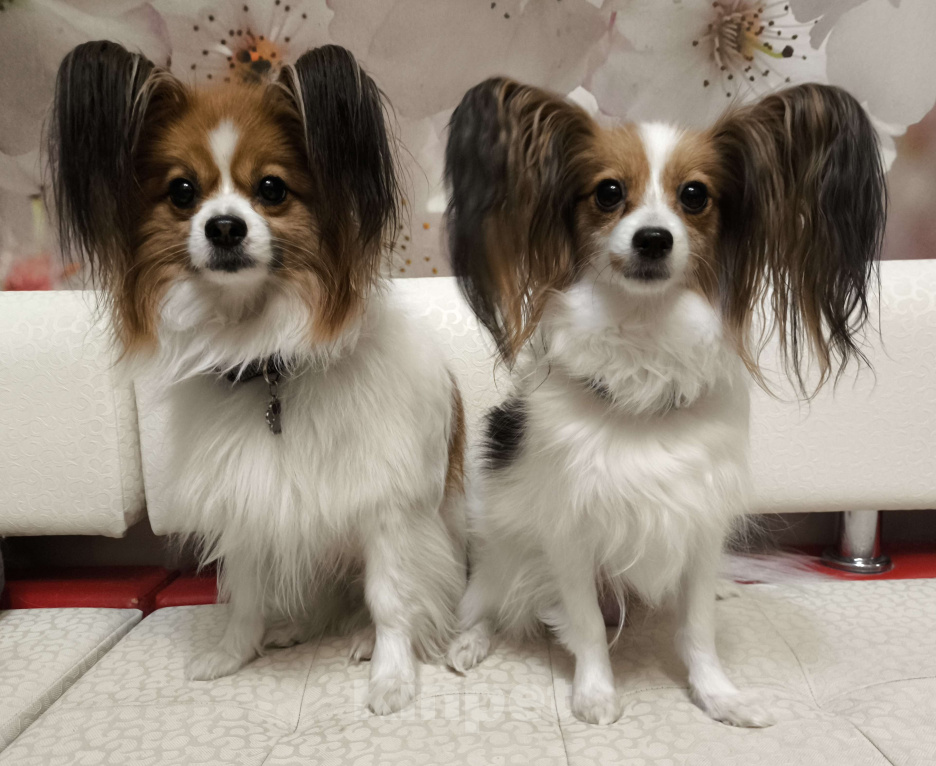 Собаки в Москве: Папийон девочка триколор Девочка, 58 000 руб. - фото 6