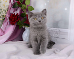 Кошки в Мурином: Британский котик голубого окраса Мальчик, 20 000 руб. - фото 5
