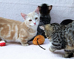 Кошки в Челябинске: котенок манчкин  Мальчик, 20 000 руб. - фото 1