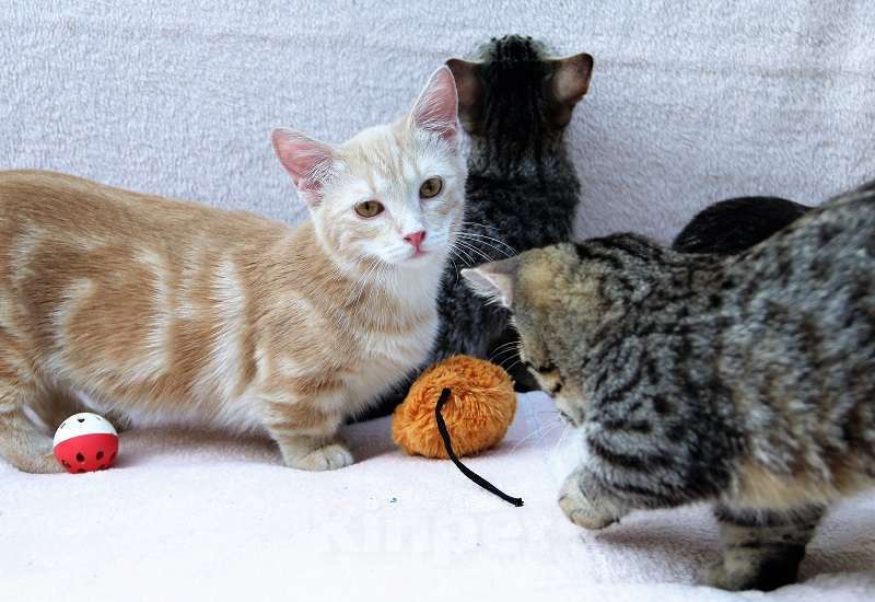Кошки в Челябинске: котенок манчкин  Мальчик, 20 000 руб. - фото 1