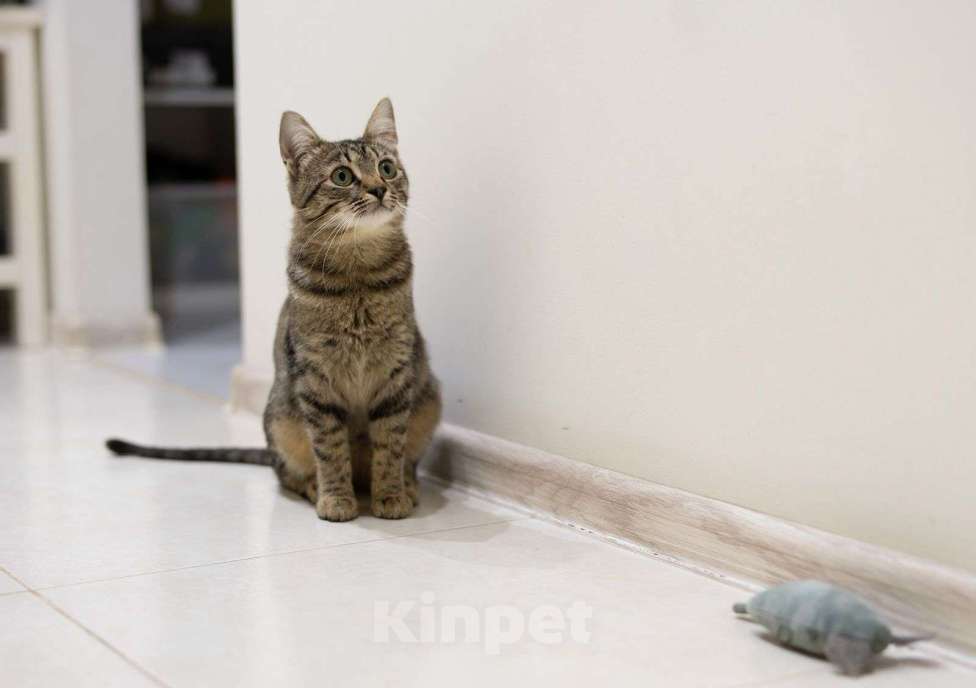 Кошки в Москве: Эклер - котёнок, который обещает вырасти в нереального красавца  Мальчик, Бесплатно - фото 3