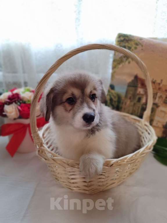 Собаки в Пересвете: Продаётся мальчик красавчик Мальчик, 50 000 руб. - фото 2