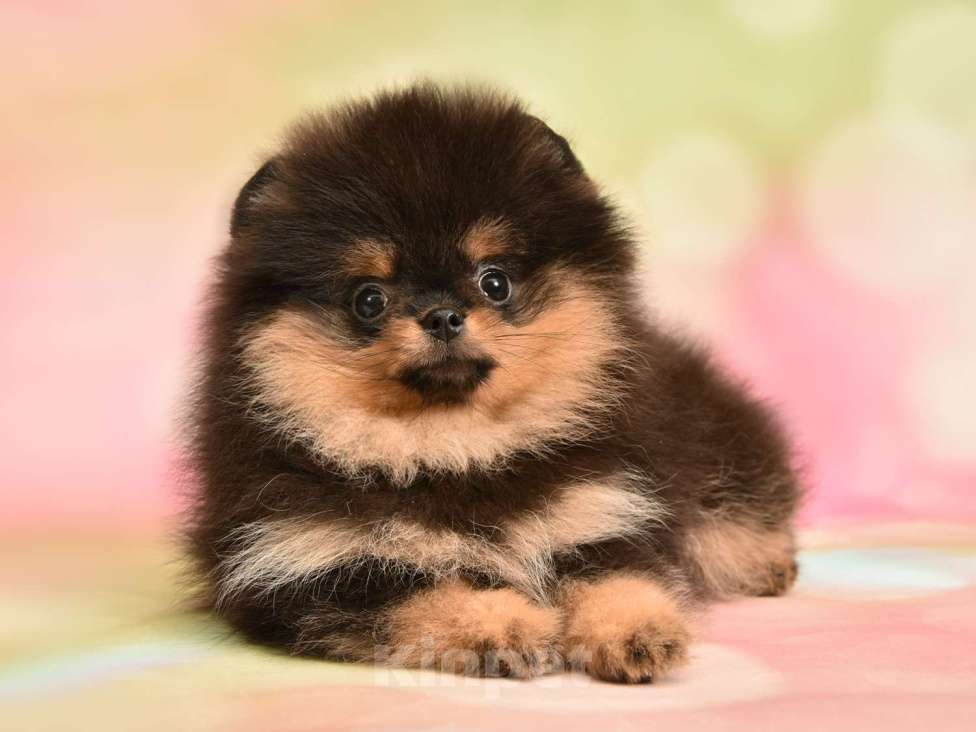 Собаки в Москве: Шпиц померанский карликовый девочка (красотка)  Девочка, 50 000 руб. - фото 7