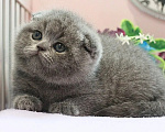 Кошки в Москве: Плюшевый котик Мальчик, 35 000 руб. - фото 1