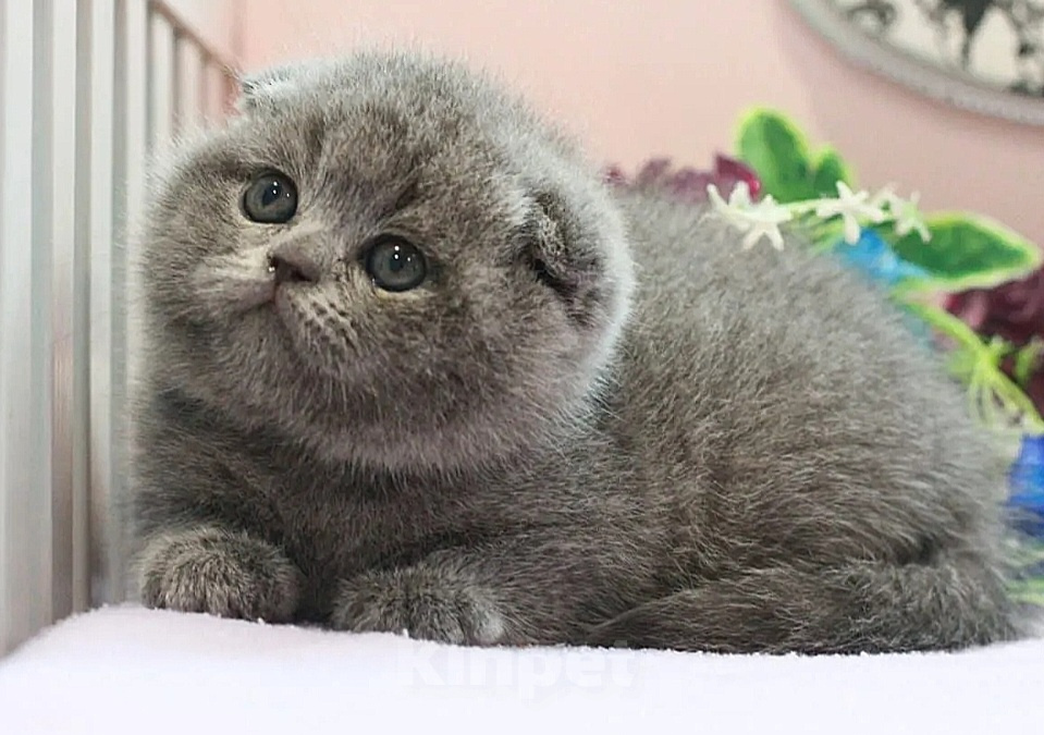 Кошки в Москве: Плюшевый котик Мальчик, 35 000 руб. - фото 1