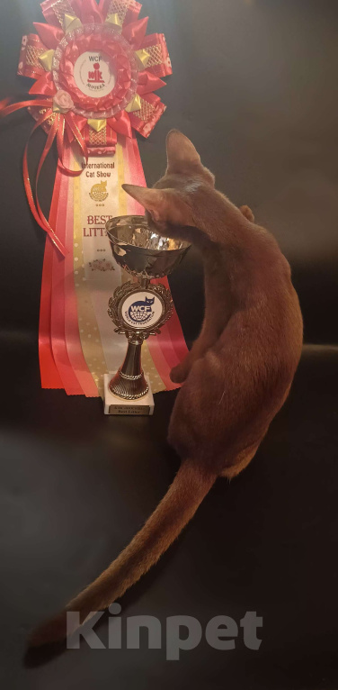 Кошки в Москве: Яркий ласковый абиссинский котик соррель Мальчик, 155 000 руб. - фото 5