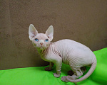 Кошки в Москве: Канадский сфинкс котёнок Мальчик, 15 000 руб. - фото 5
