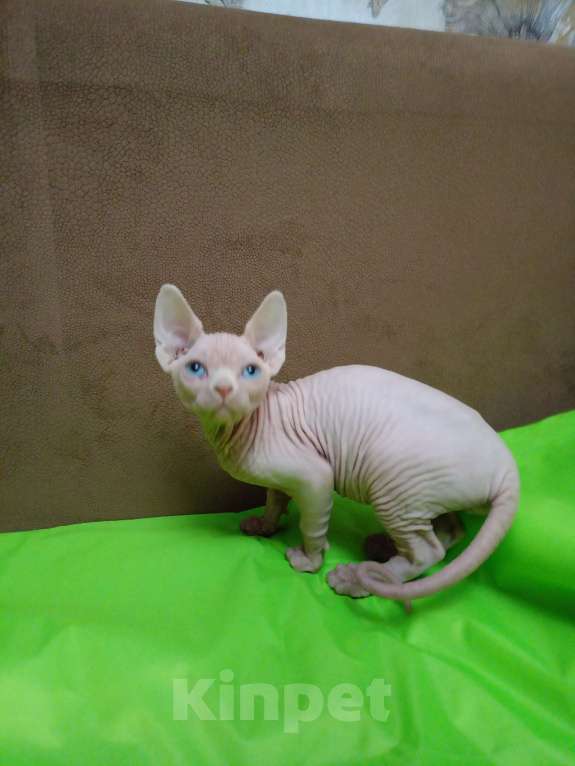 Кошки в Москве: Канадский сфинкс котёнок Мальчик, 15 000 руб. - фото 5