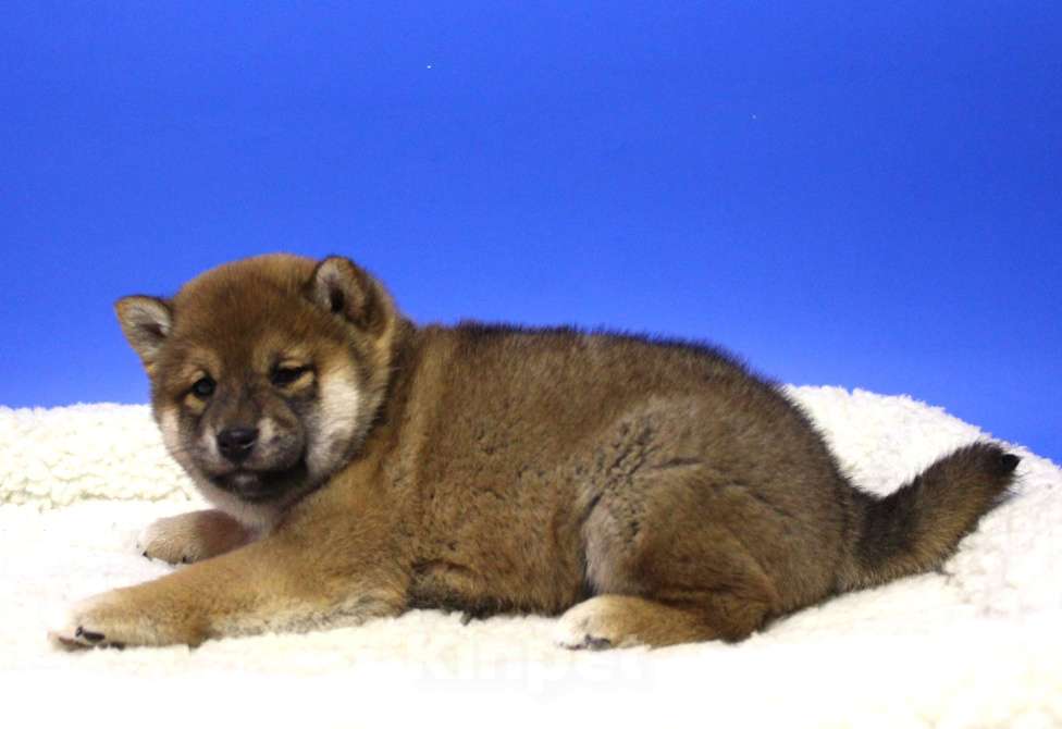 Собаки в Москве: Щенки сиба ину Девочка, 40 000 руб. - фото 2